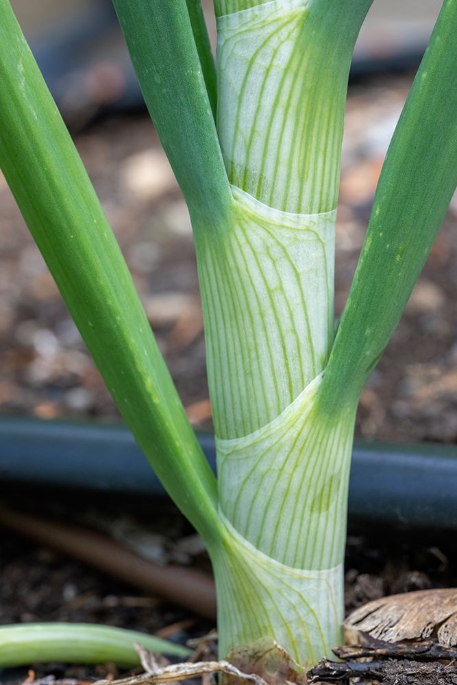 Issaquah- Washington State- USA. Close-up of an onion stalk